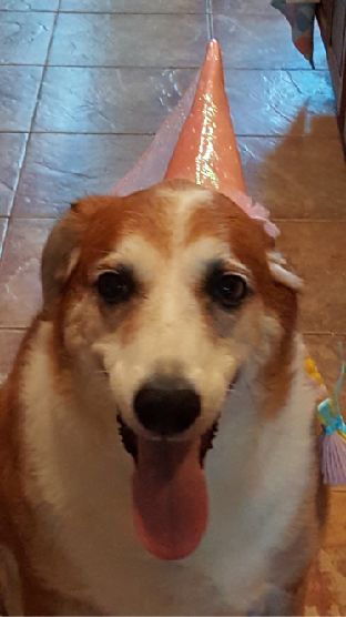 Gracie Lou and Anakin Can't Wait to Say Hello